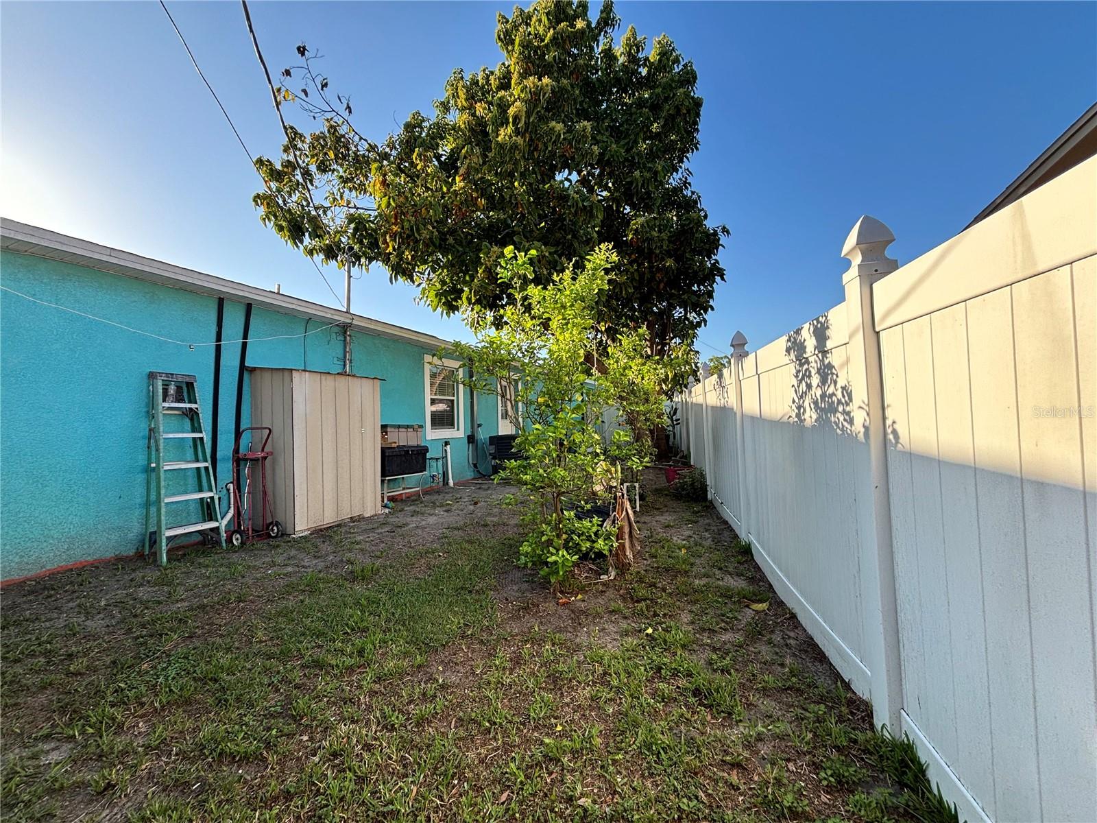 Left side and avocado tree