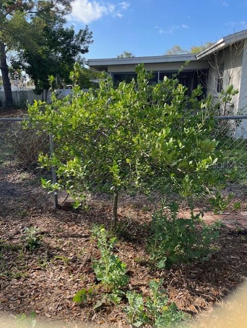 Key Lime Tree in back