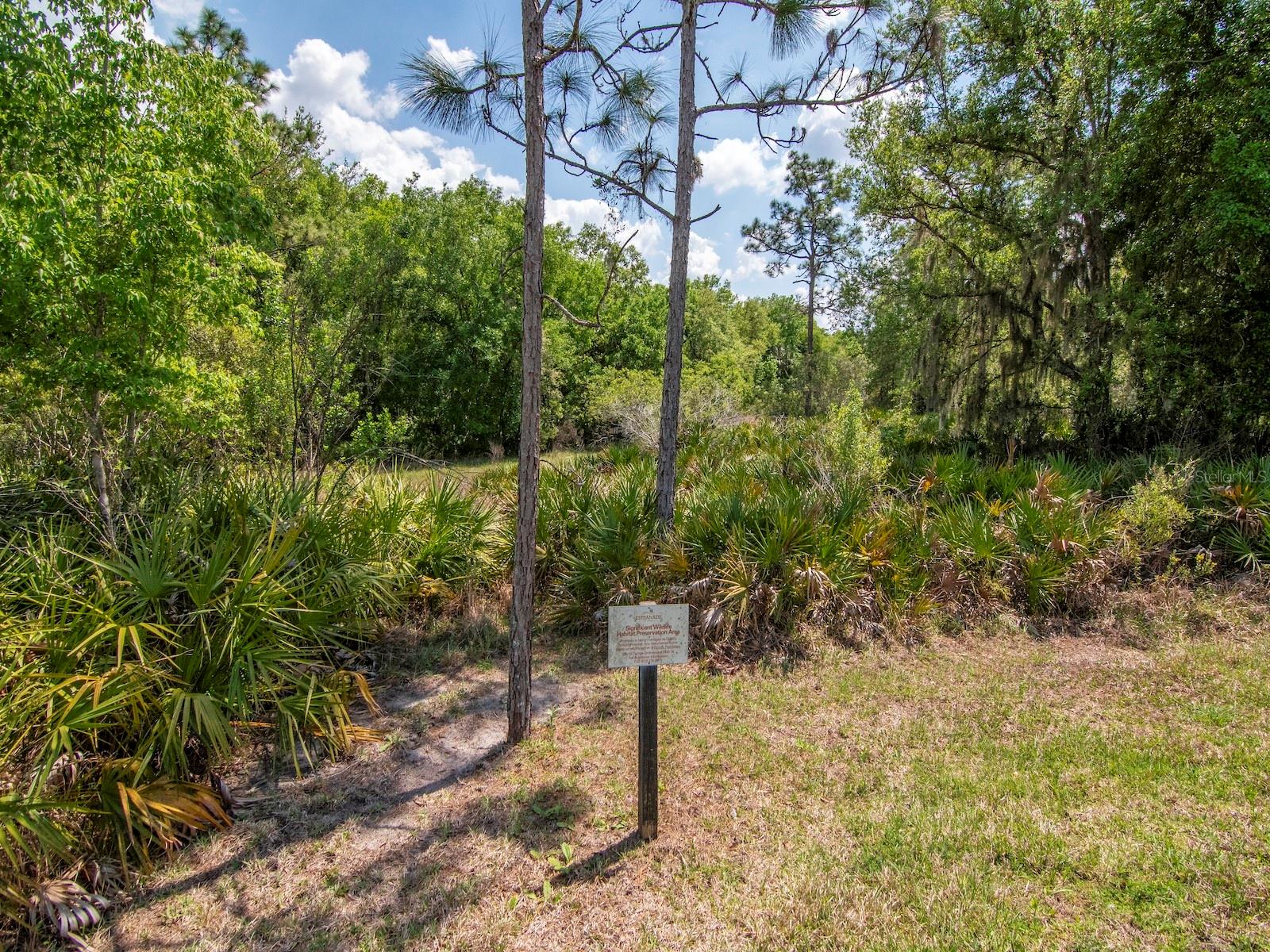 Conservation area in backyard