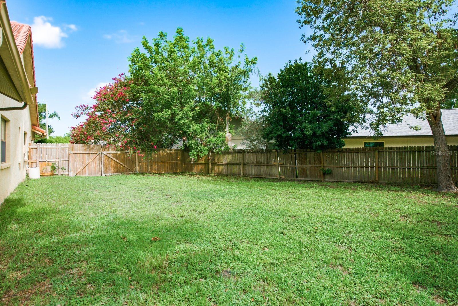Back Yard