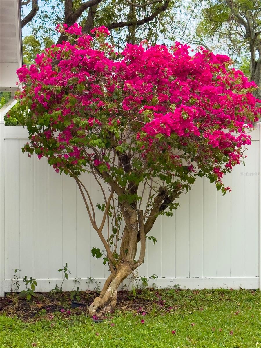 Bougainvilla