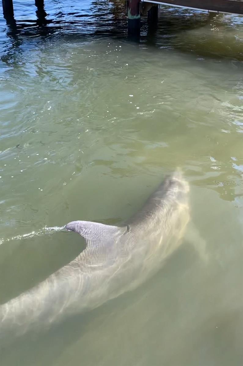 Dolphin visits