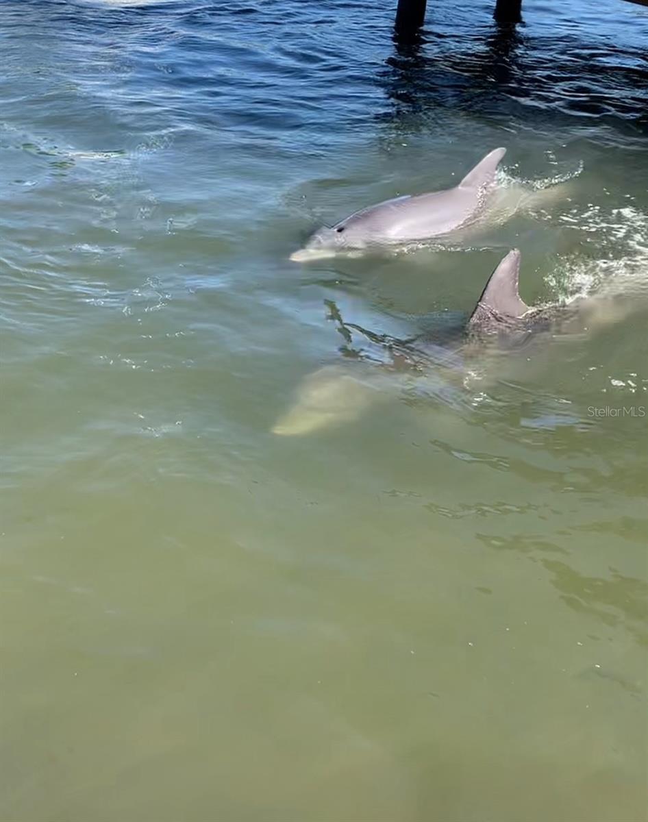 Dolphin visits