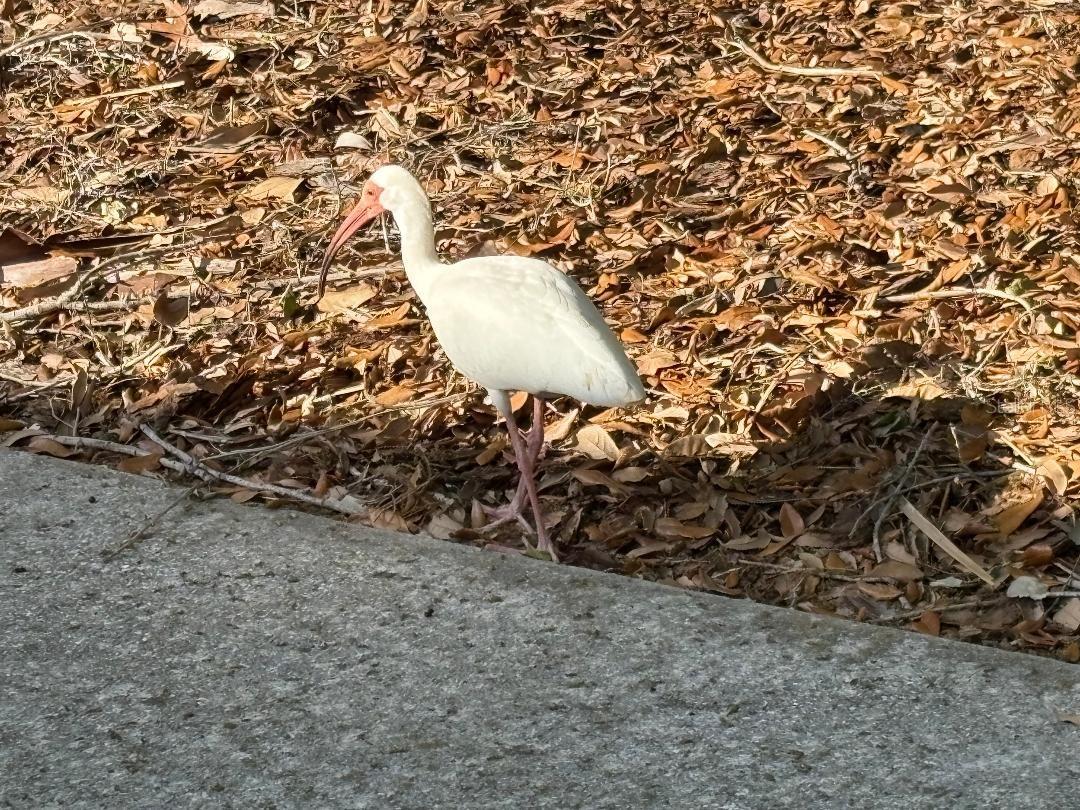 Ibis in the park