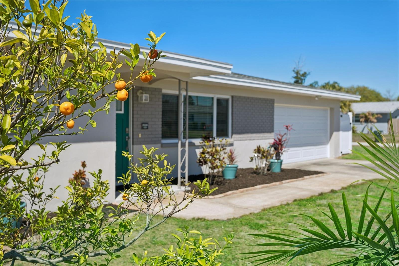Front Yard with orange tree