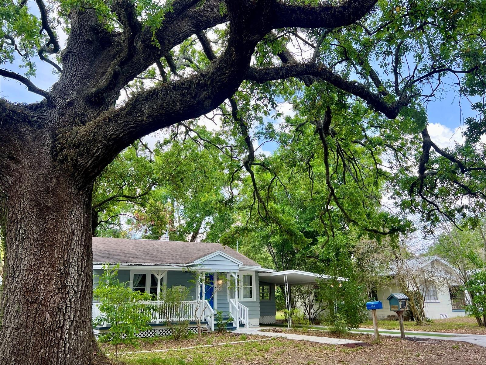 Gorgeous oak in the front yard