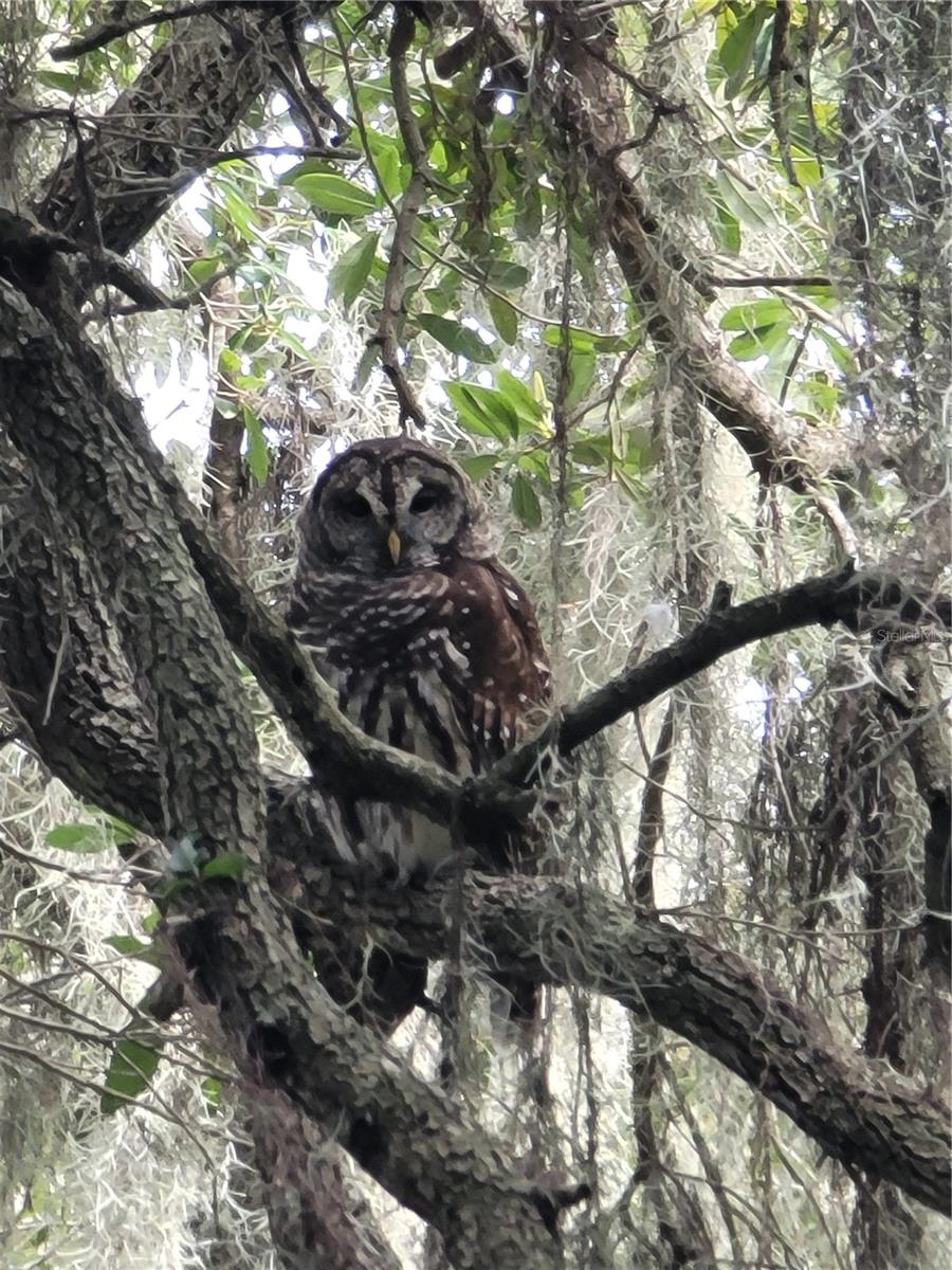 wildlife