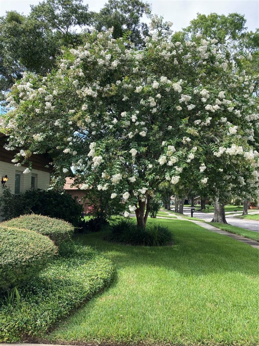 Beautiful front Crape Myrtle when in bloom~