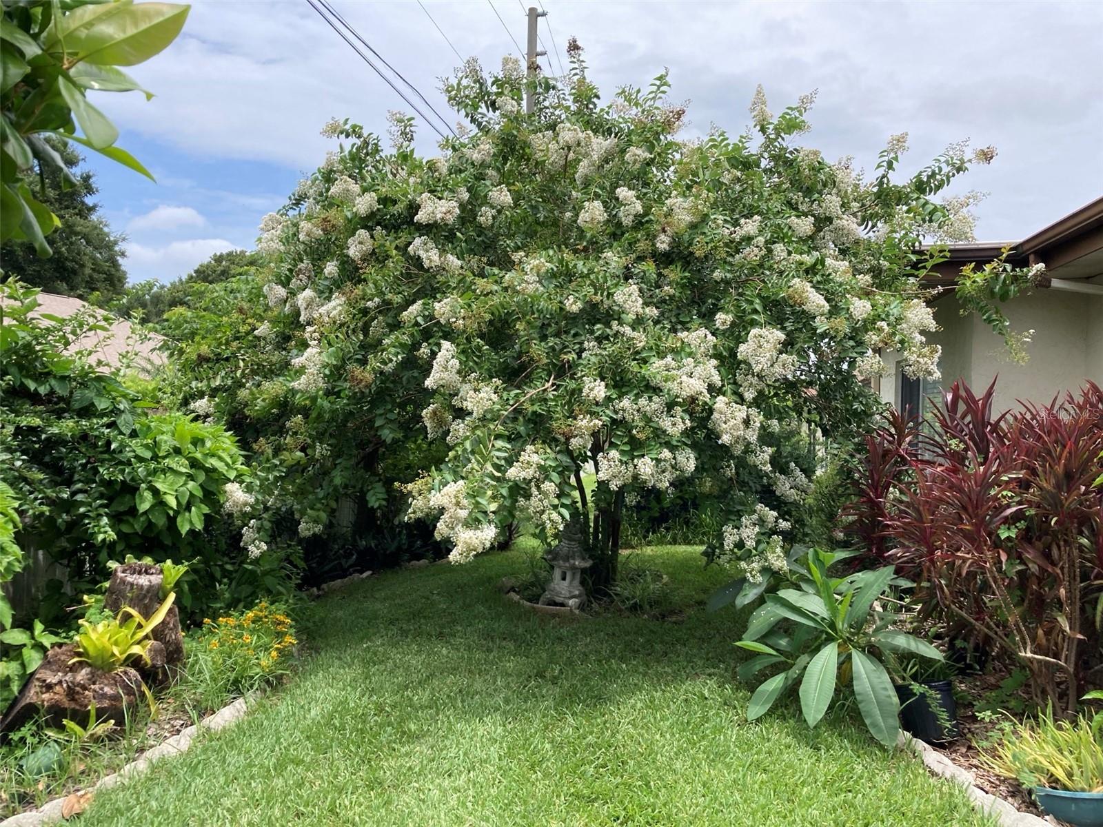 Backyard Crape Myrtle in bloom~