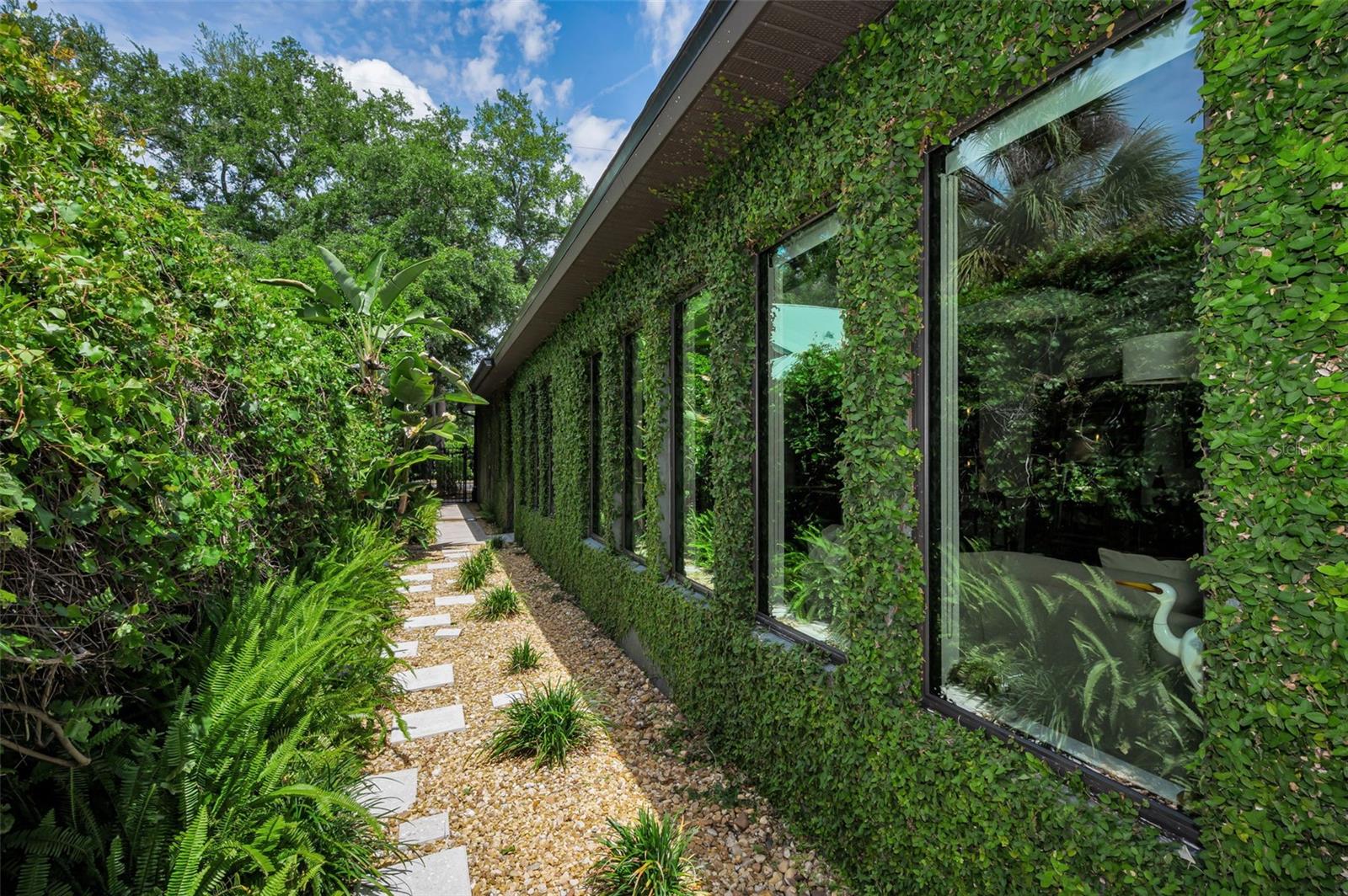 Side View Wondering Fig