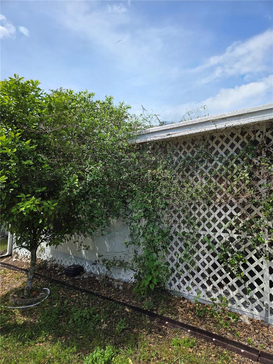 Fantastic orange tree actively producing fruit