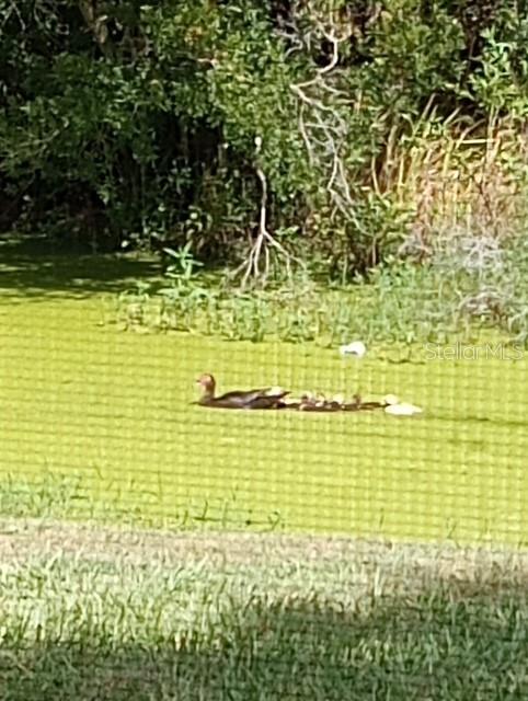 Wild ducks