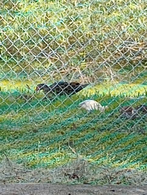 Wild Ducks