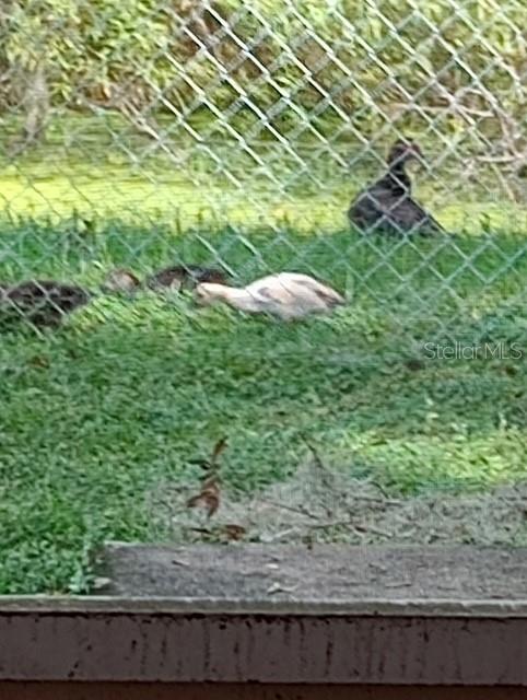 Ducks