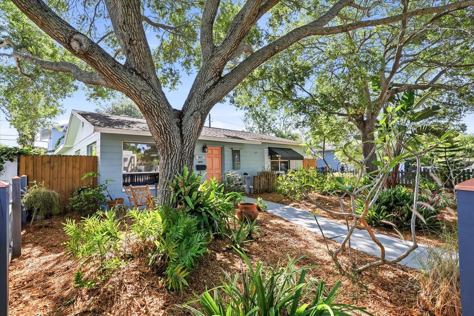 Lush front yard landscaping with mature trees and tropical plants