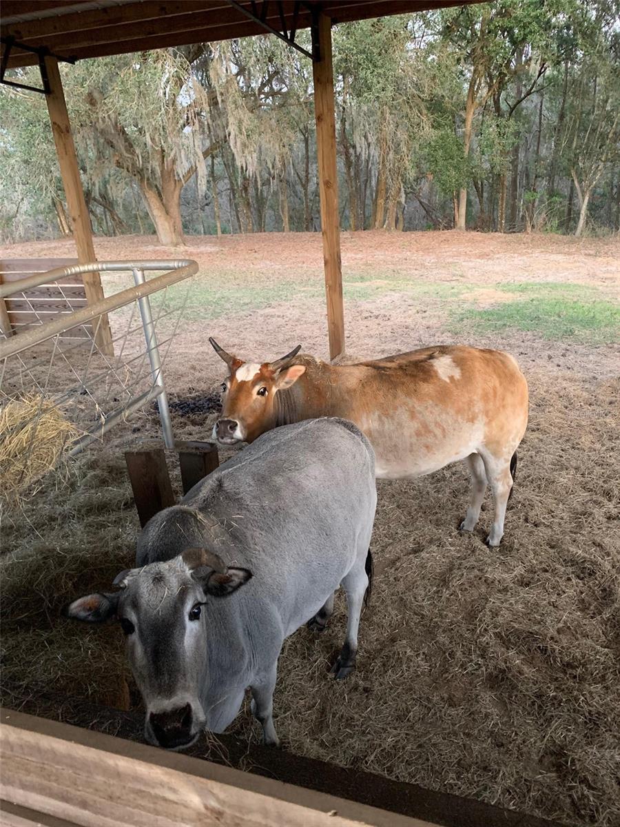 Lean-to/Feeding Stable