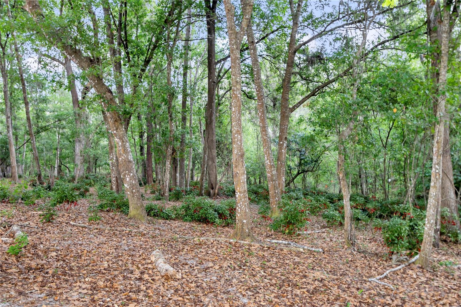 Wooded Portion of the Property