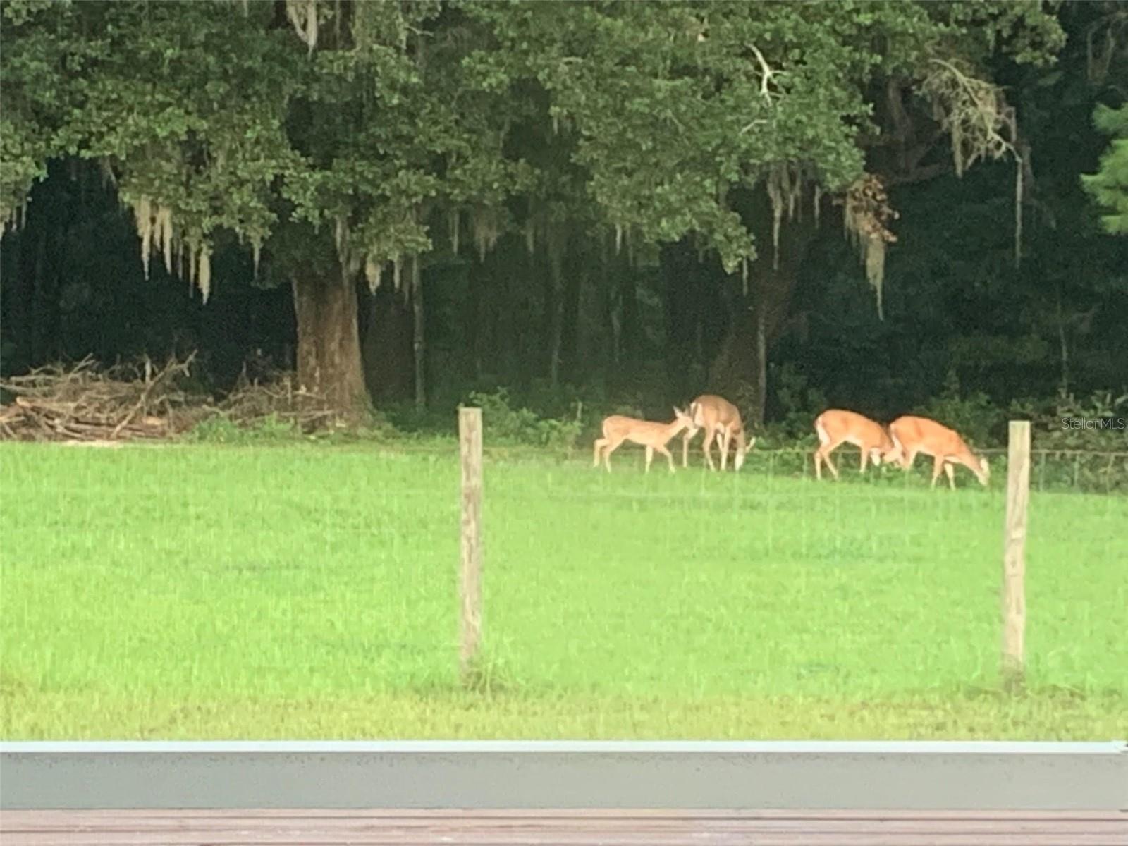 Deer Headed to the Creek