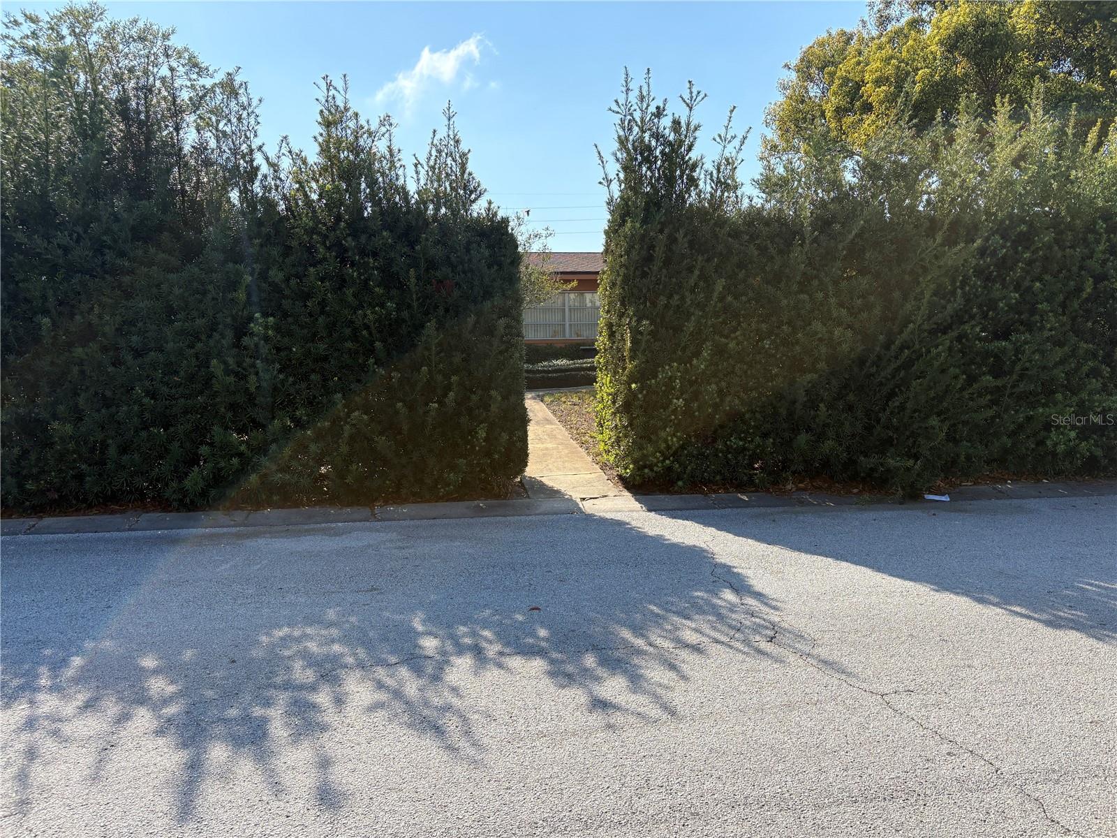 PRIVACY HEDGES