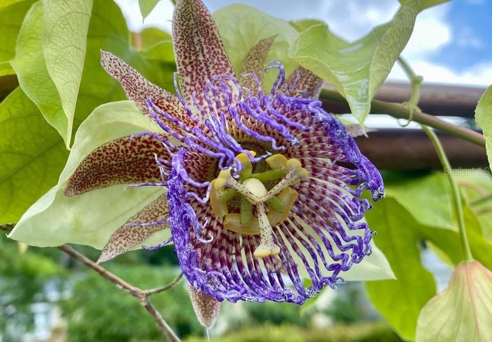 Landscaping/exotic plant