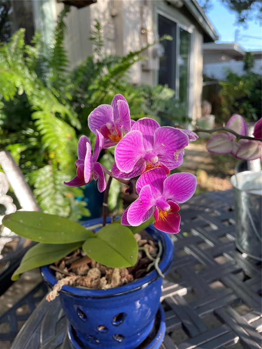 Back patio view/exotic plants