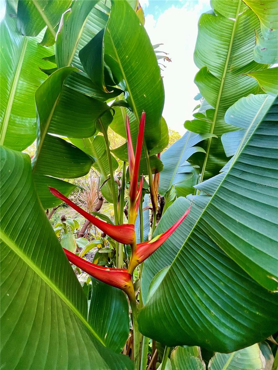 Back patio view/exotic plants