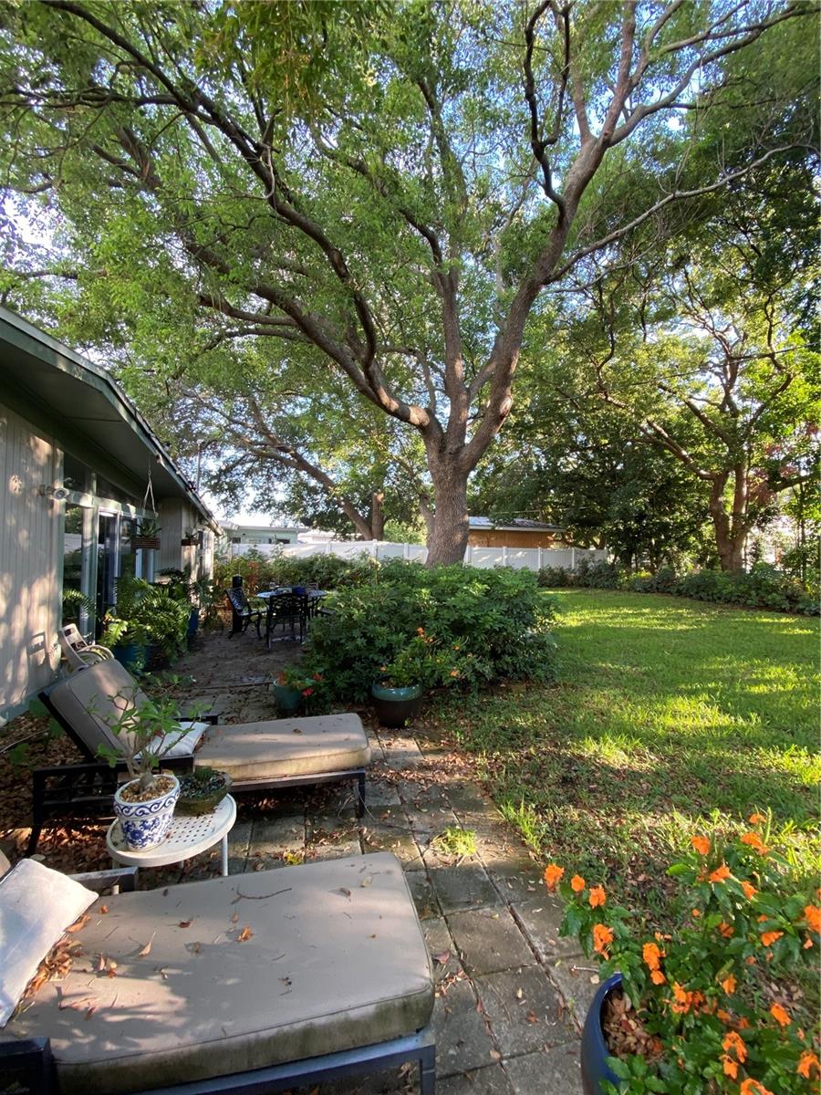 Back patio / shaded tree canopy