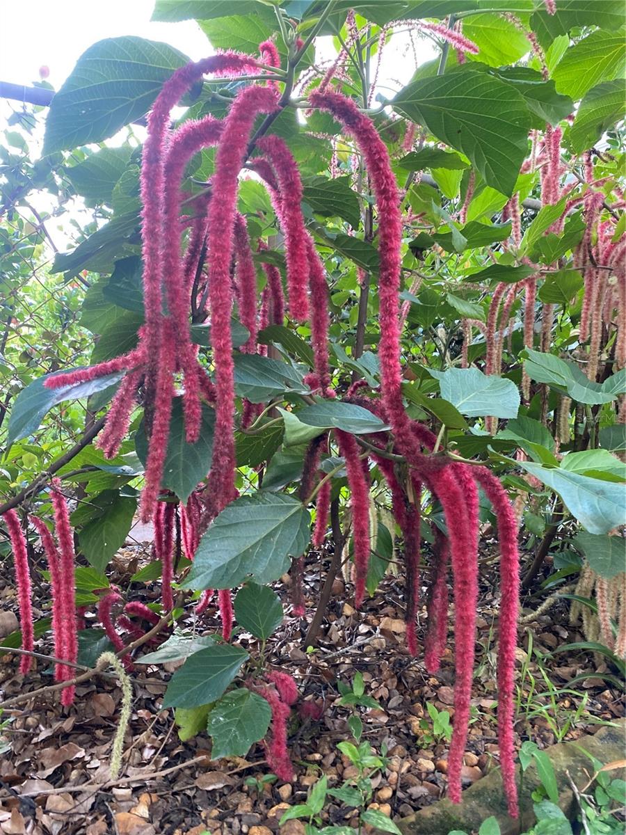 Back patio view/exotic plants