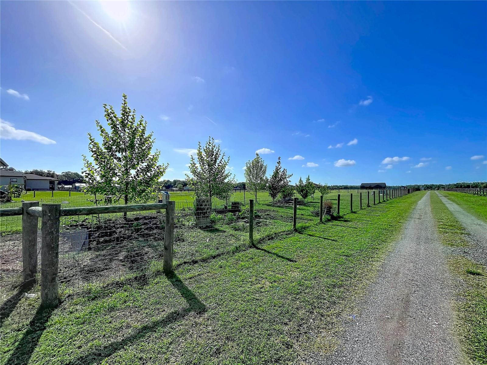 Several species of Mulberry trees with edible berries