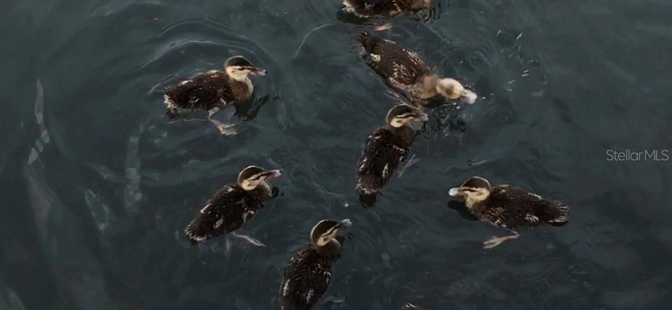 Family of ducks in the lagoon