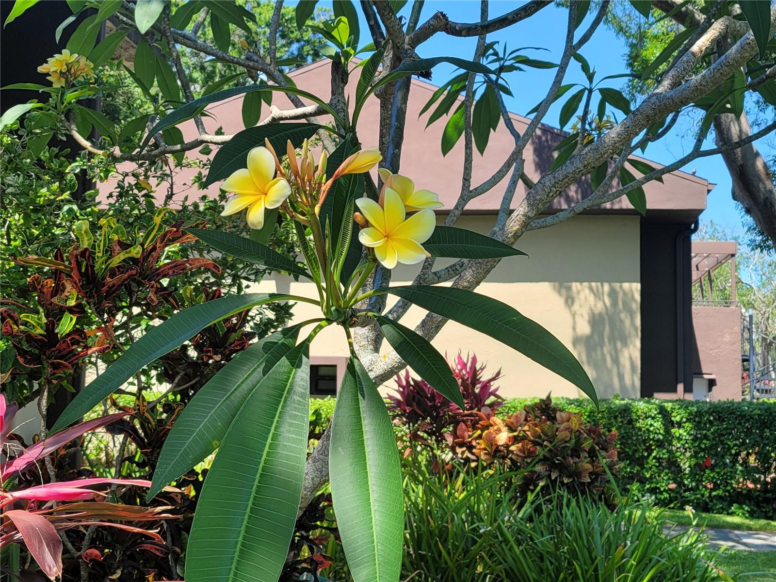 Blooming tree at back patio