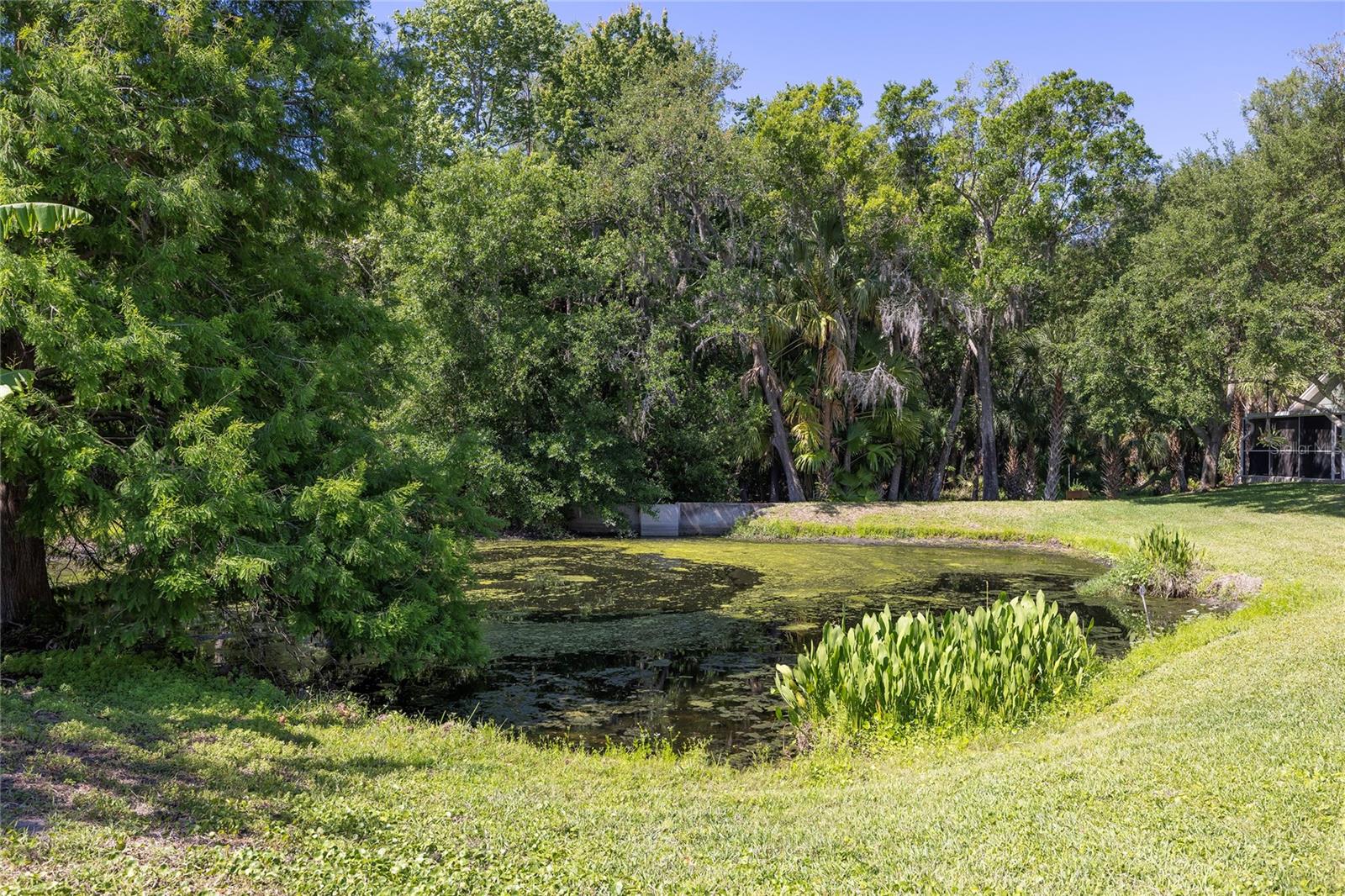 Pond behind the home