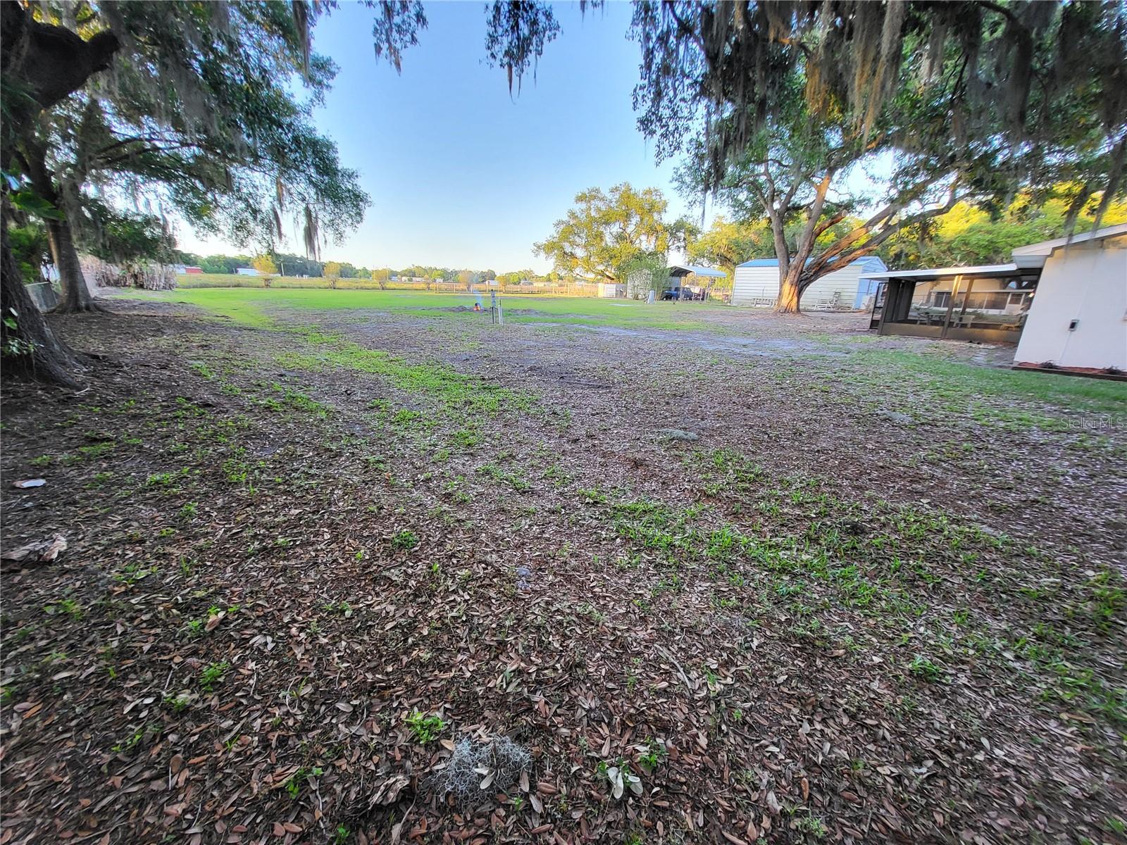 Back yard