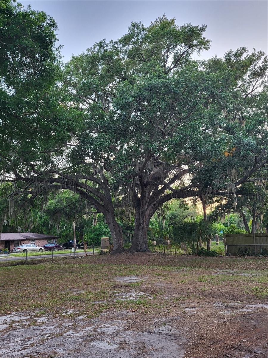 Mature Oaks