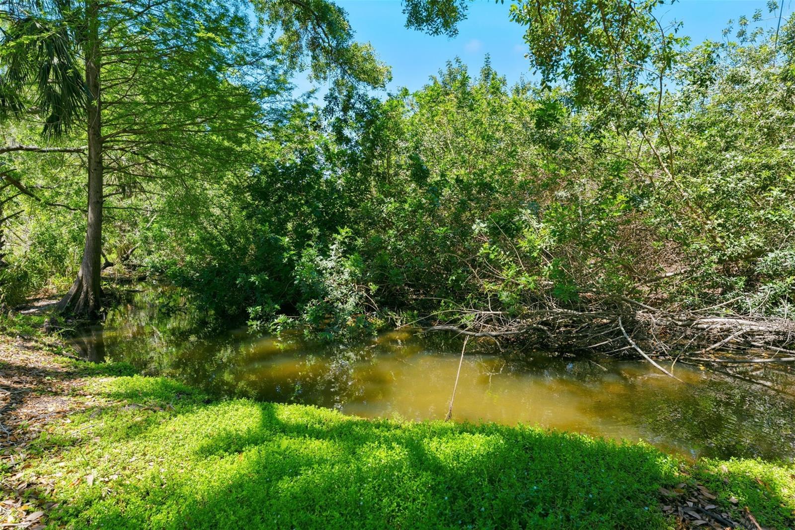 Creek in the Back Yard