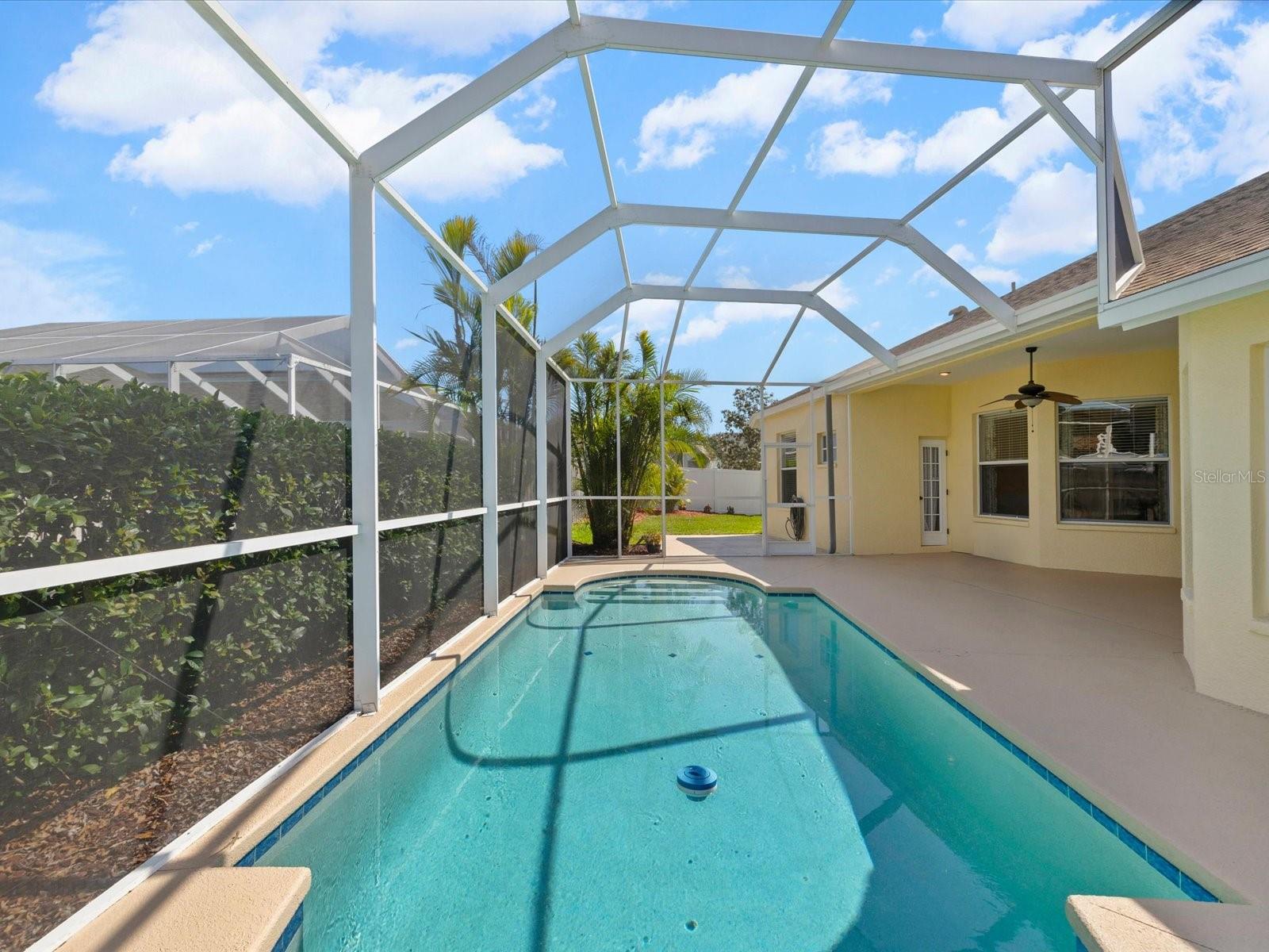 Pool with privacy hedges and palm trees