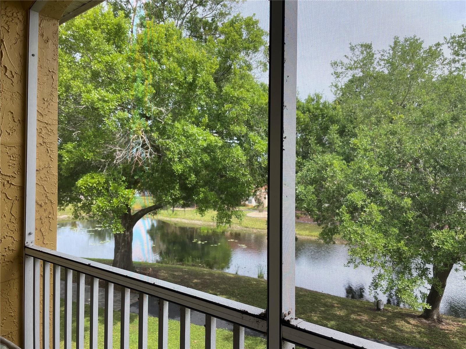 View from Porch