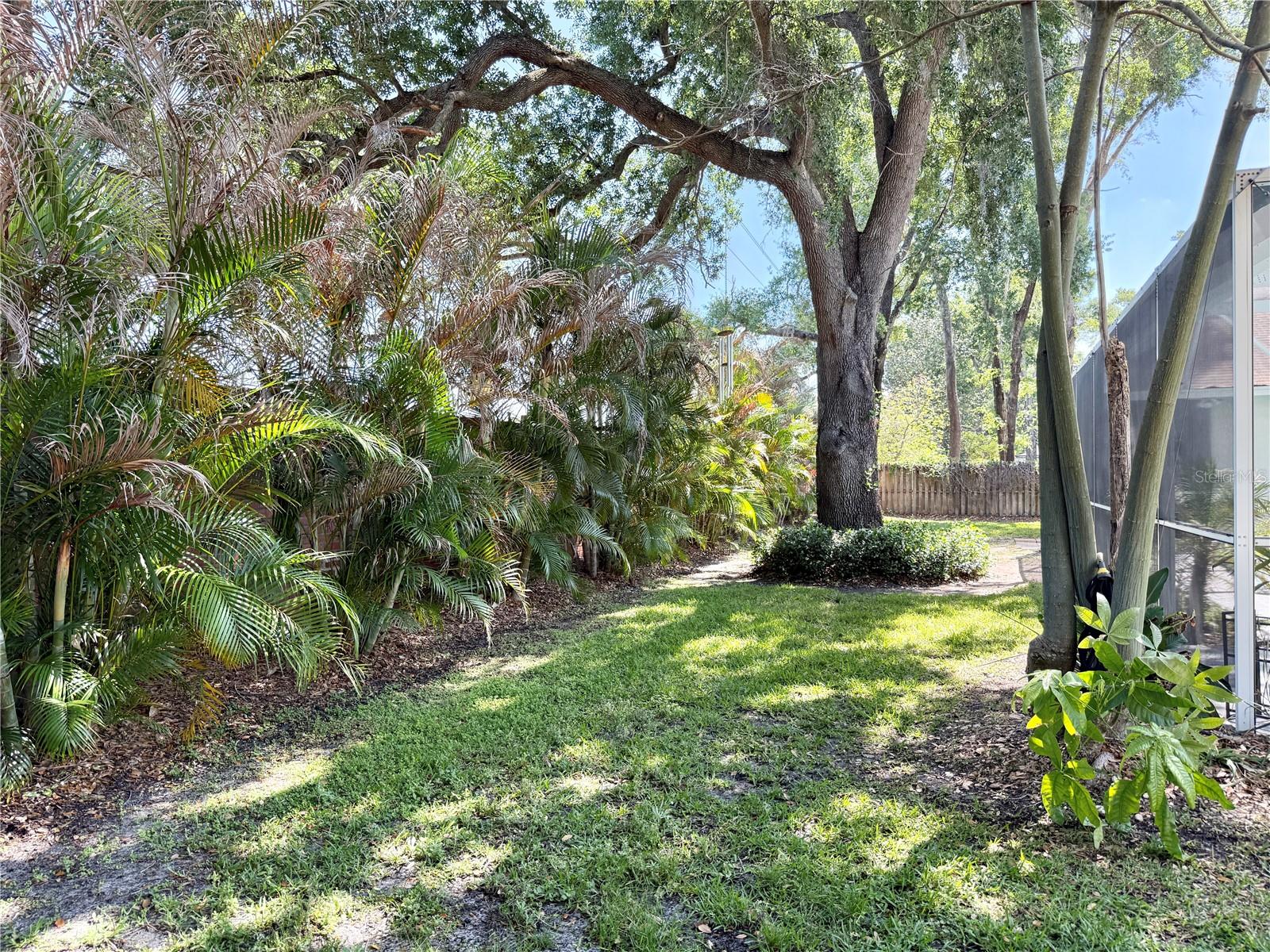 Backyard Lined with Areca Palm