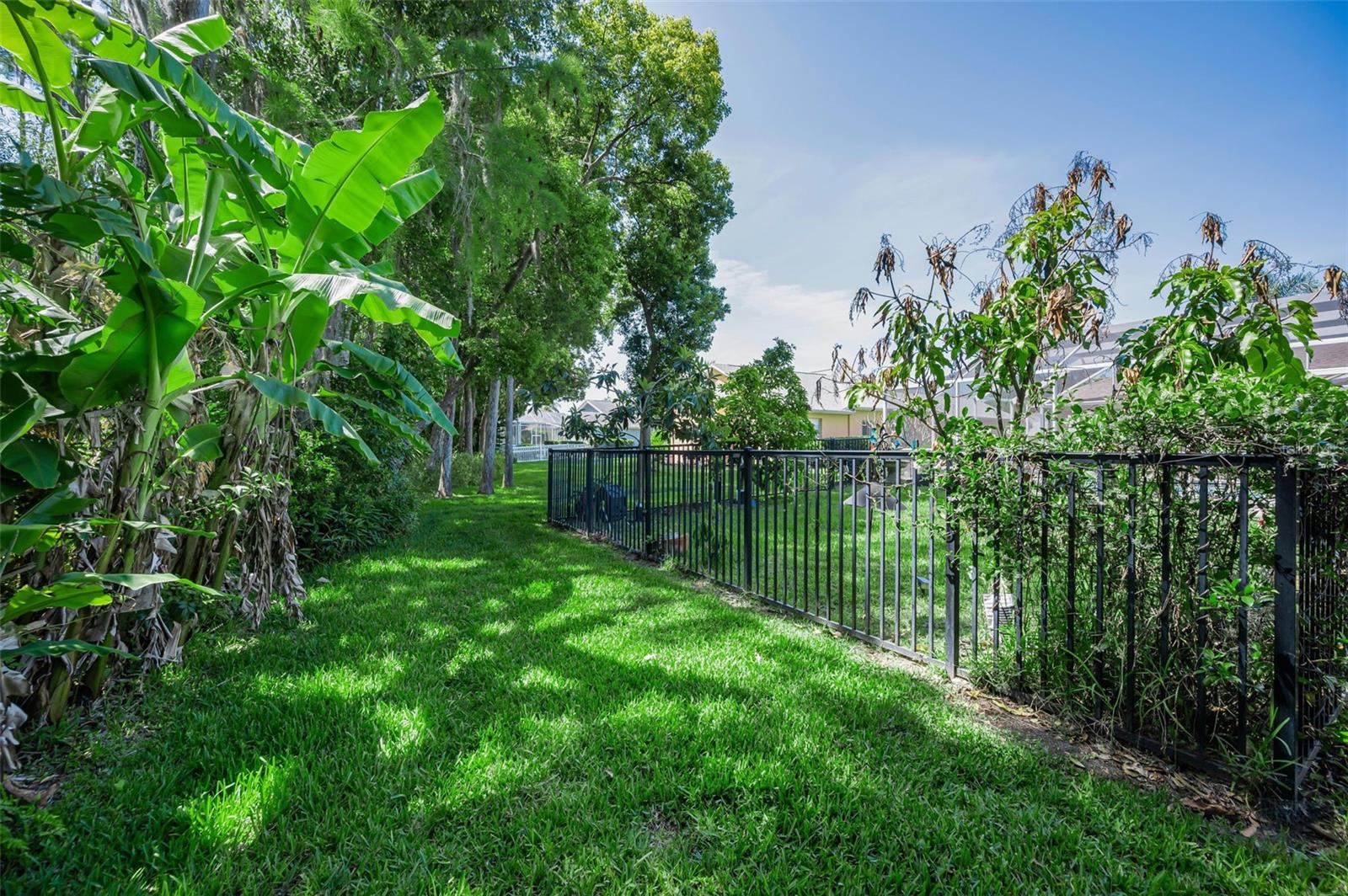 Rear yard view - Banana trees