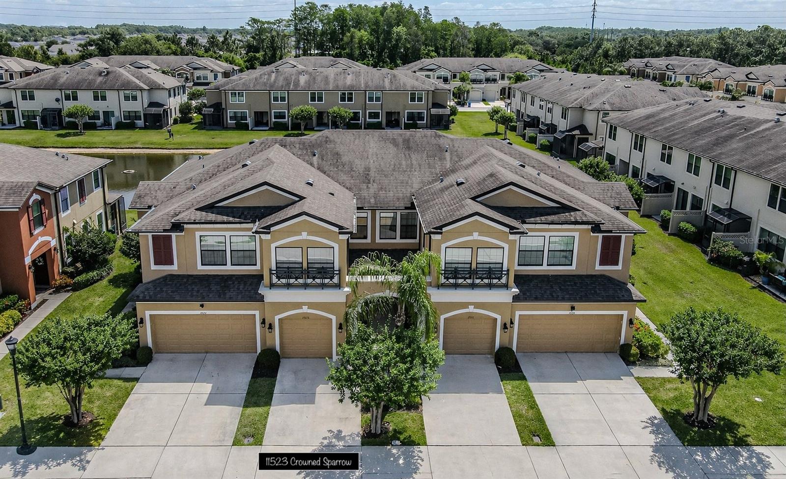 11523 Crowned Sparrow