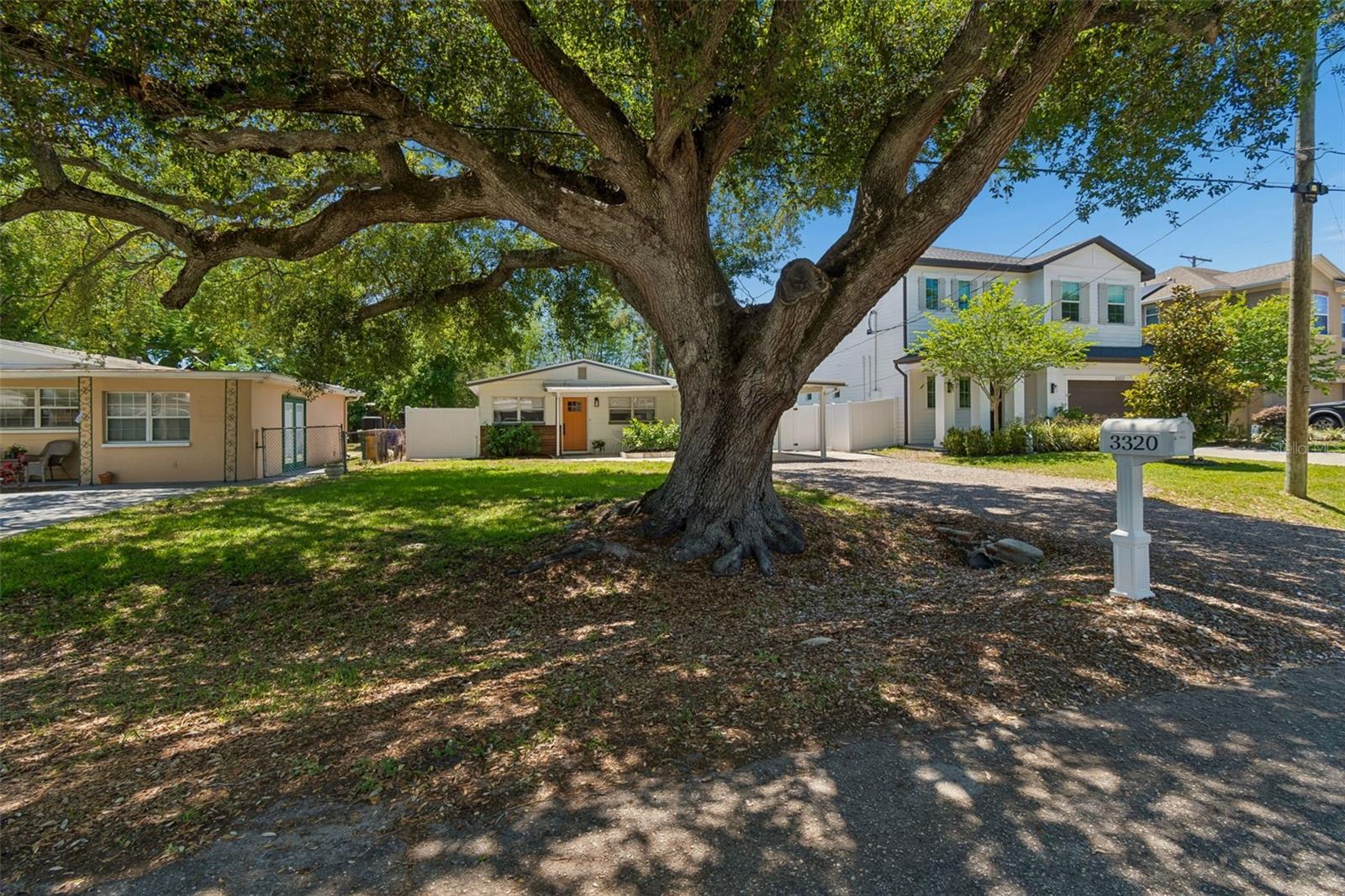 Gorgeous, Mature Tree in front of Home