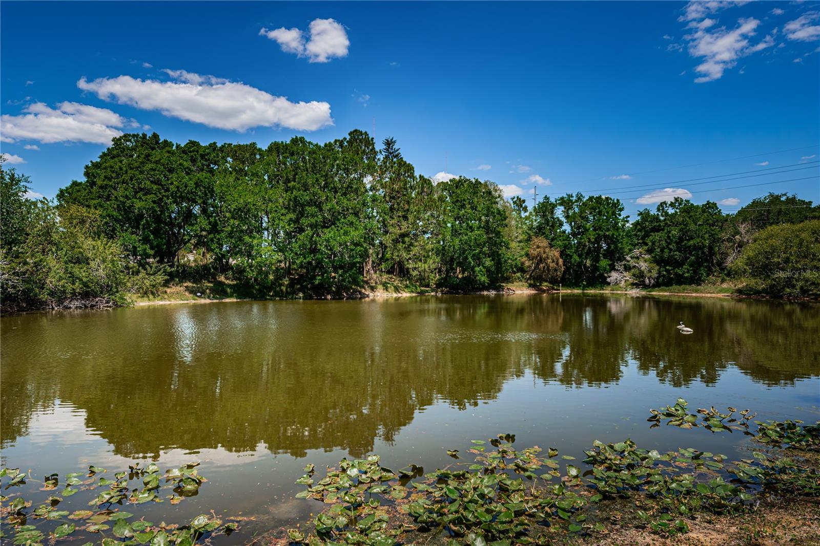 Large spring fed pond beyond the pool.
