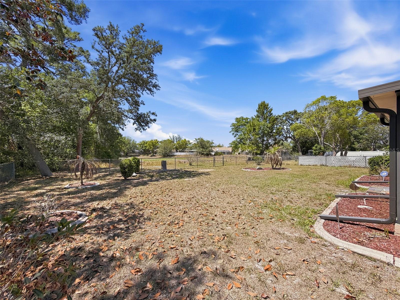 Back Yard
