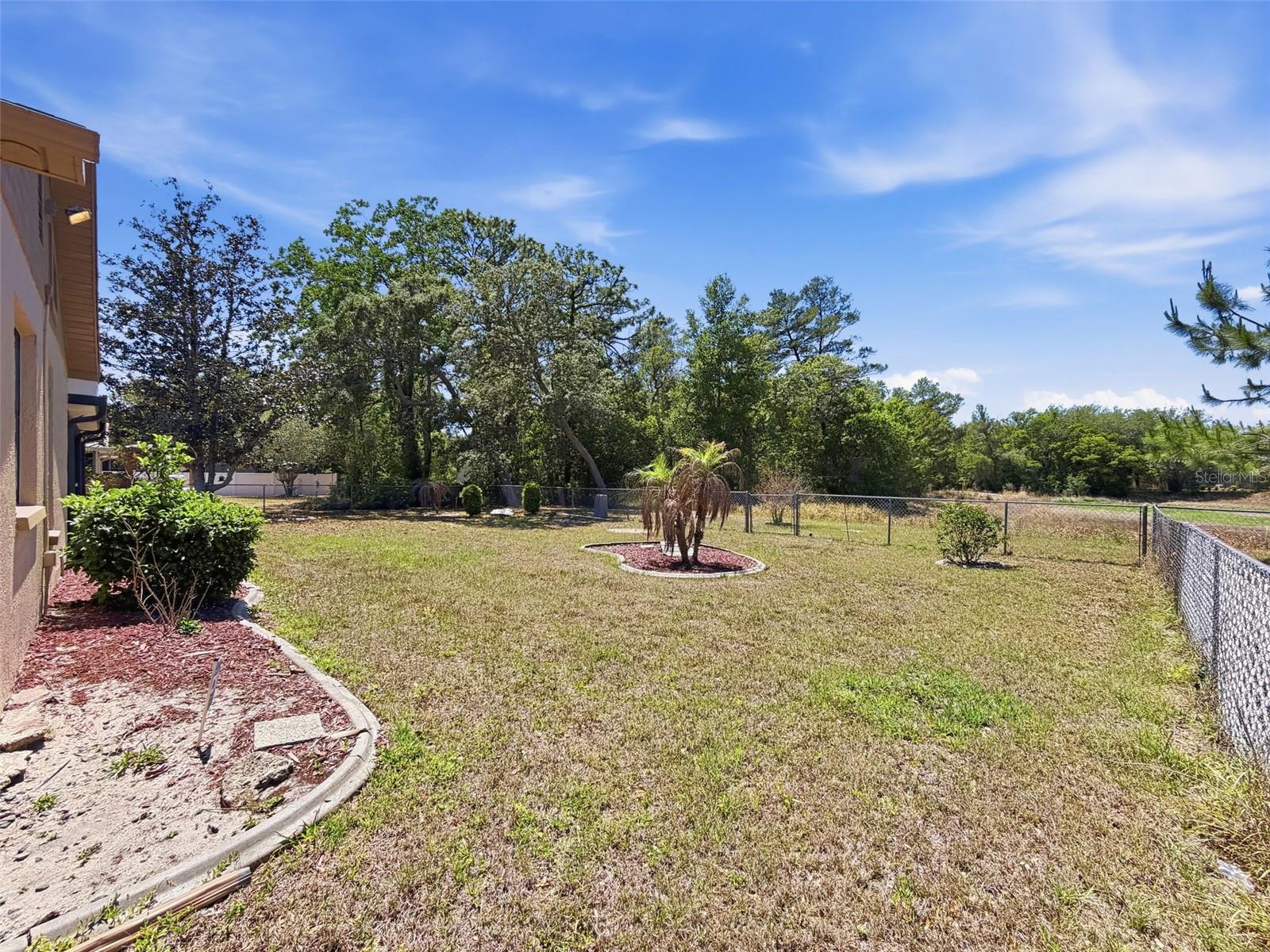 Back Yard