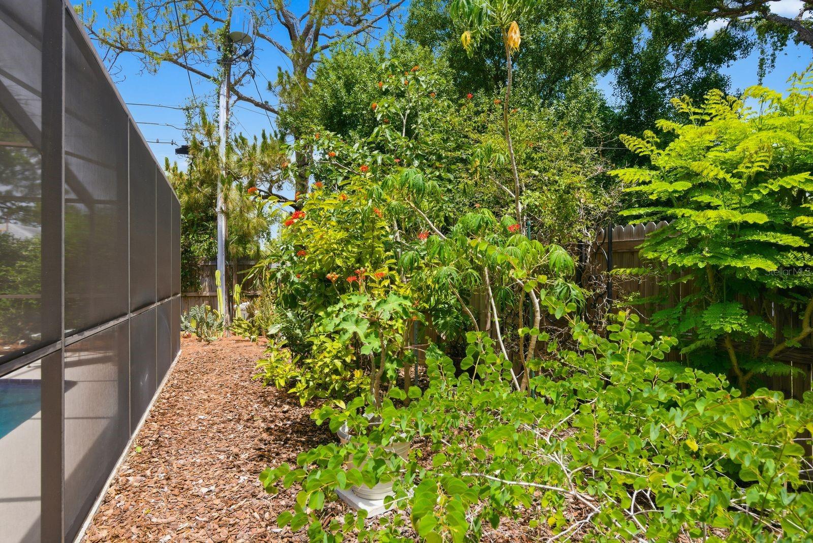 garden