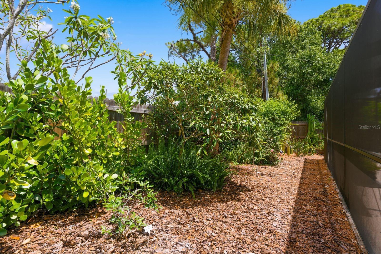 garden