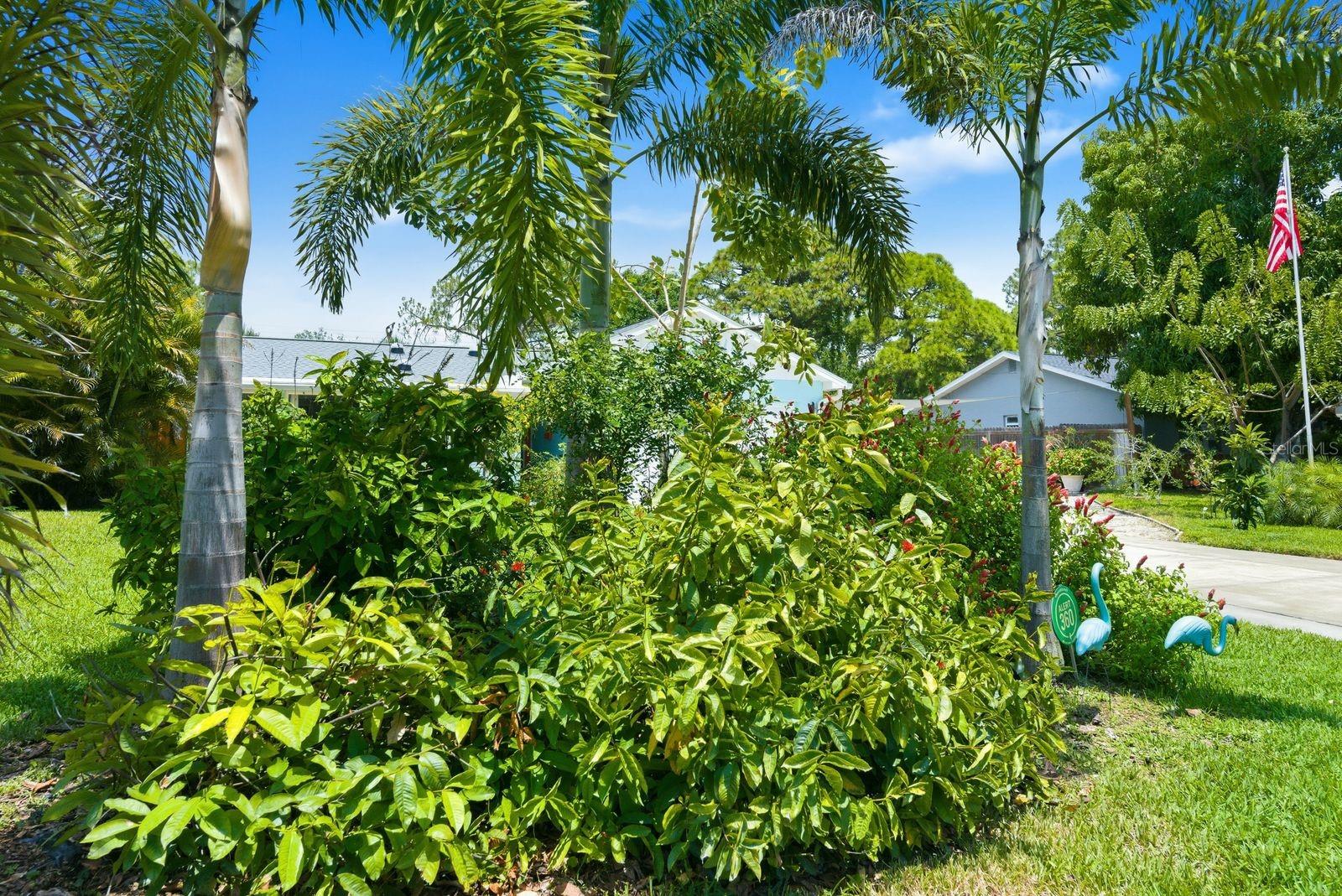 garden