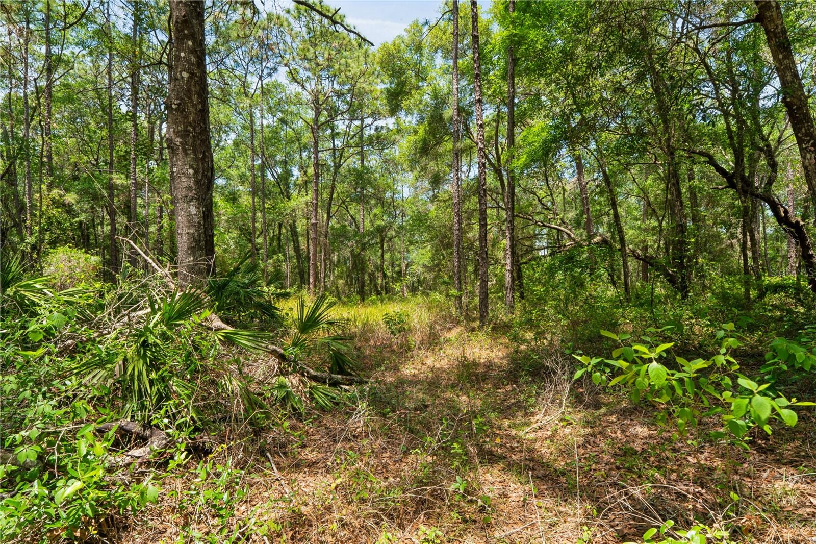 North side of Property line.