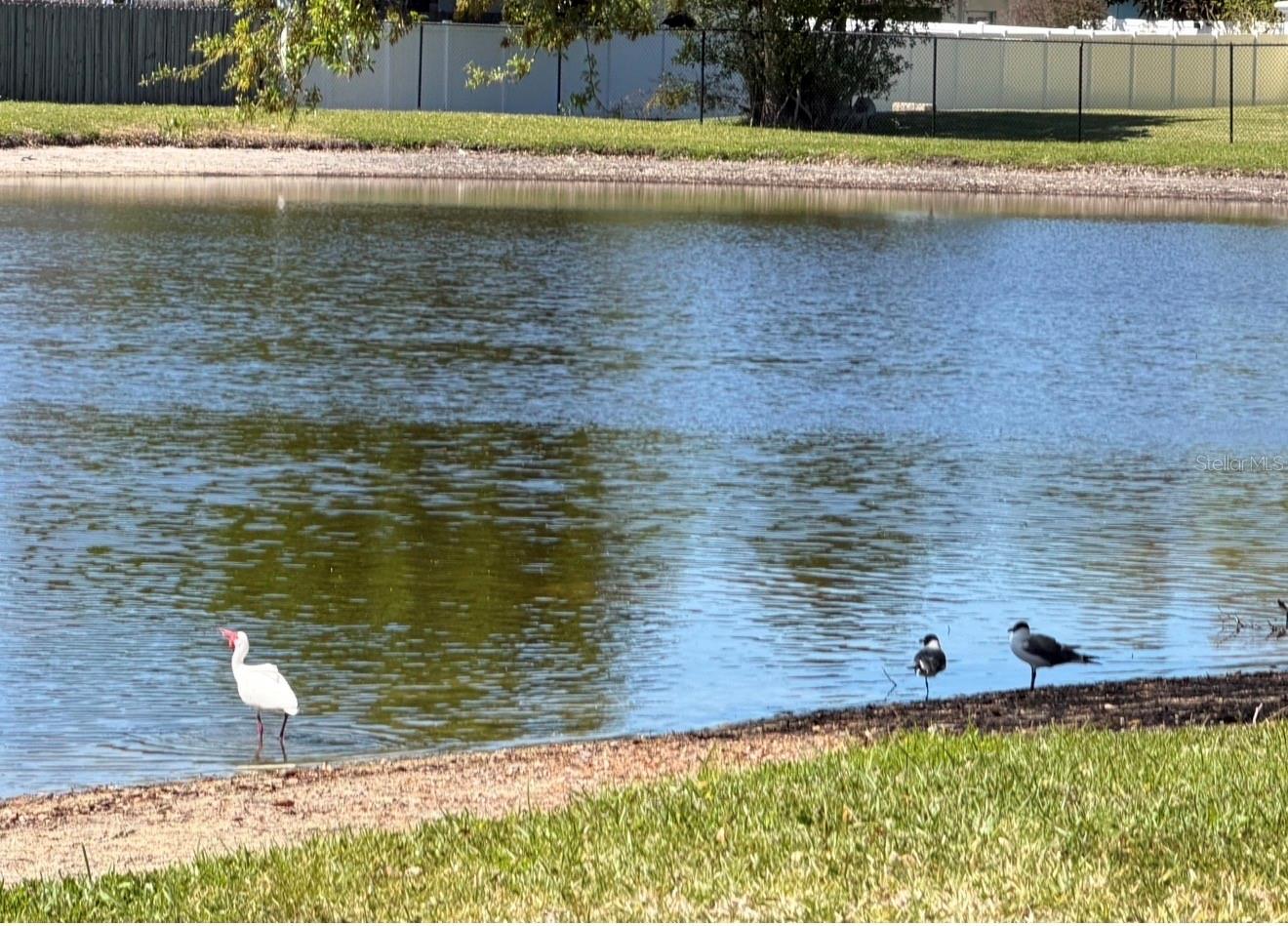 A bird watcher's delight! Water birds visit all the time.  The water is currently low, but when it rains, it'll fill up again.