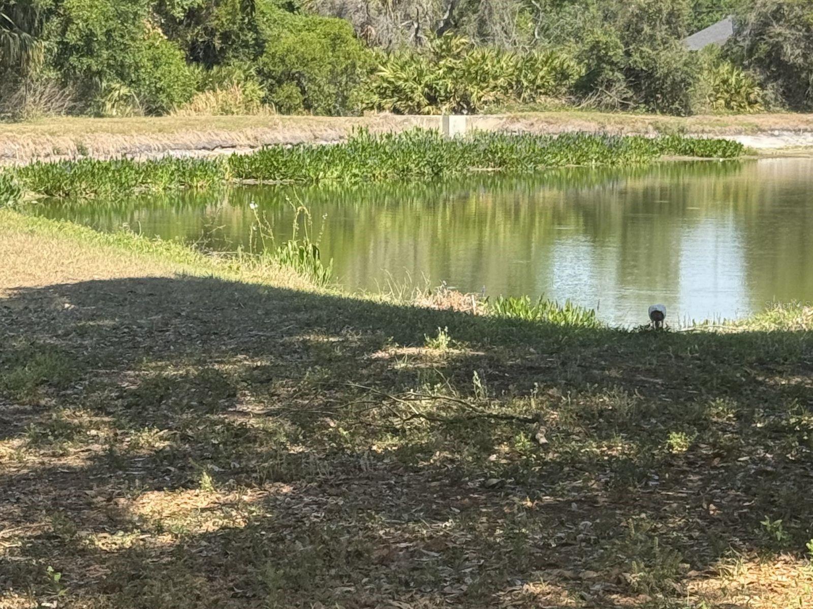 Buyers will love this private lot with no rear neighbors—just the beauty of Florida birdlife.
